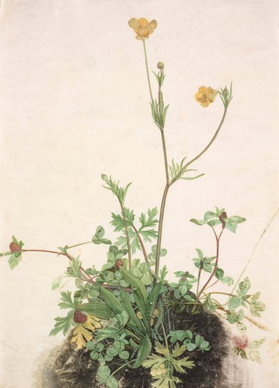 Saksa: Voikukka, puna-apila ja lanttu Voikukat, puna-apila ja lanttu. tekijältä School of Albrecht Dürer