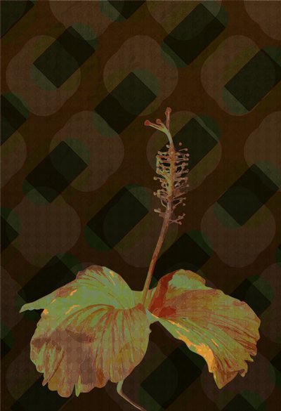 Hibiscus, 2 2019 tekijältä Scott J. Davis