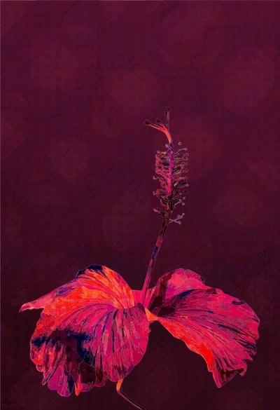 Hibiscus, 2019 tekijältä Scott J. Davis