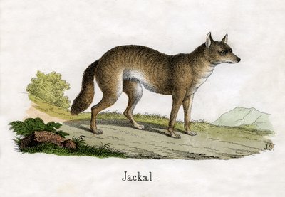 Saakaalin antiikkiprintti tekijältä Scottish School