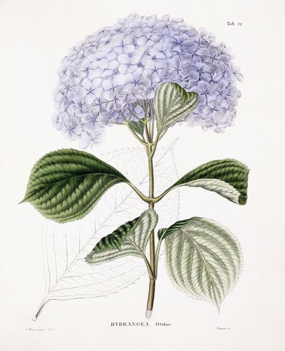 Hortensia Ottaksa, n. 1835-70 tekijältä Sebastian Minsinger