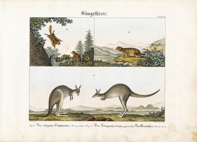 Eksoottiset nisäkkäät: Orava, kenguru ja marmatti. tekijältä Senior Meyer