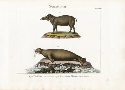 Tapir ja arktinen mursu tekijältä Senior Meyer