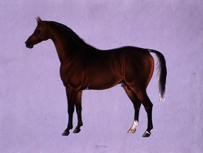 Oppidan, n. 1840 (akvarelli paperille) tekijältä Shaik Muhammad Amir of Karraya
