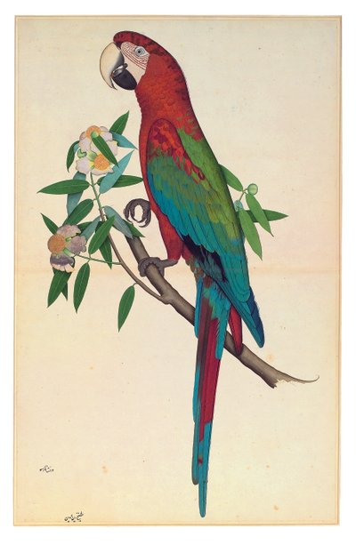 Vihreäsiipinen ara, n. 1780 (läpinäkymätön akvarelli paperille) tekijältä Shaikh Zain ud Din (fl.1777 83)