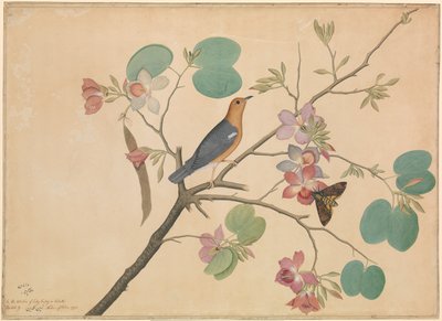 Oranssipäinen maarastas ja kuolonpääkoi purppuraisella eebenpuuorkidean oksalla tekijältä Shaikh Zain ud Din (fl.1777 83)