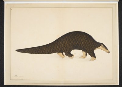 Afegeix. O. 4667, finlandès pangolí o formiguer escamat tekijältä Shaikh Zain ud Din (fl.1777 83)