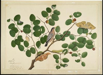 Brahminy Starling kahdella antheraea-koilla, toukalla ja kotelolla Intian juujubepuussa, folio sarjasta, jonka tilaaja Lady Impey, 1777 tekijältä Shaikh Zain ud Din