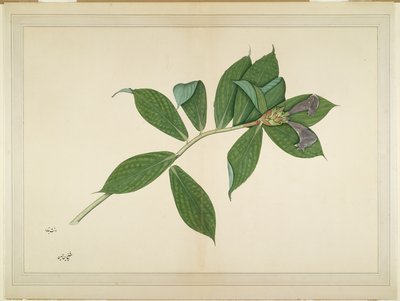 Crepe Ginger Plant, folio sarjasta, jonka tilaaja Lady Impey, n. 1780 tekijältä Shaikh Zain ud Din