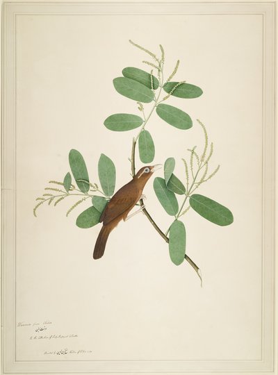 Hwamei Terminalia Branchissa, folio sarjasta, jonka tilaaja Lady Impey, 1780 tekijältä Shaikh Zain ud Din