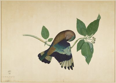Indian Roller on Sandalwood Branch, folio sarjasta, jonka tilaaja Lady Impey, 1779 tekijältä Shaikh Zain ud Din