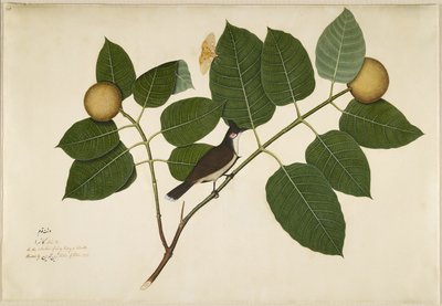Punaviikset Bulbul ja Aganais Ficus Moth Kadamba Branch, folio sarjasta Lady Impey, 1777 tekijältä Shaikh Zain ud Din