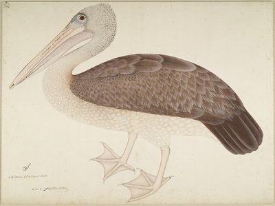 Spotbilled Pelican, folio sarjasta, jonka tilaaja Lady Impey, n. 1780-82 tekijältä Shaikh Zain ud Din