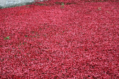 Blood Swept Lands and Seas of Red, Tower of London, 2014. tekijältä Sheldon Marshall