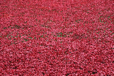Blood Swept Lands and Seas of Red, Tower of London, 2014. tekijältä Sheldon Marshall