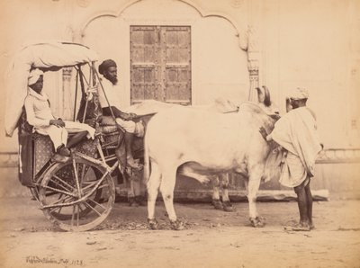 Bullock Cart, Delhi, 1863. tekijältä Shepherd and Robertson