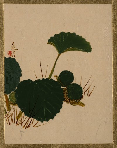 Cuc a la planta de fulles verdes. finlandès tekijältä Shibata Zeshin