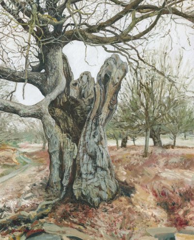 Vanha puu, Richmond Park, 2018 (öljy pellavalle) tekijältä Simon Neville