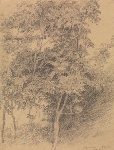 Estudo de Árvore finlandês tekijältä Sir David Wilkie