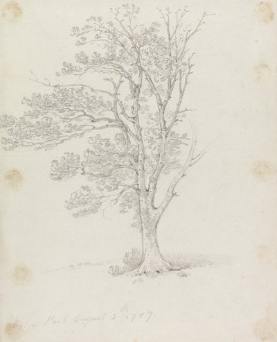 Puu Easton Parkissa tekijältä Sir George Howland Beaumont seventh Baronet