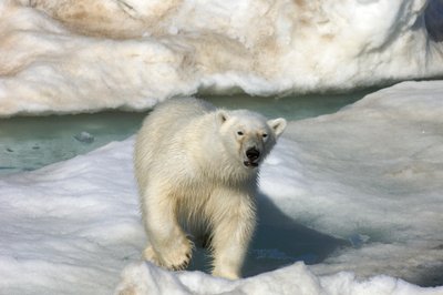 Jääkarhu (Ursus maritimus) kävelemässä jäälautan poikki, Huippuvuoret, Norja, 2022 (kuva) tekijältä Sisse Brimberg