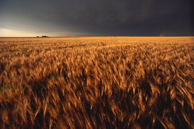 Yhdysvallat, Kansas, Kesäinen ukkosmyrsky lähestyy vehnäpeltoa, 2022 (kuva) (kuva) tekijältä Sisse Brimberg