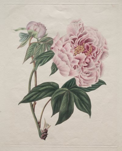 Kiinalainen pioni (Paeonia suffruticosa) tekijältä Smith