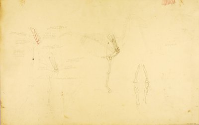 Hevosen anatomia tekijältä Solon H. Borglum