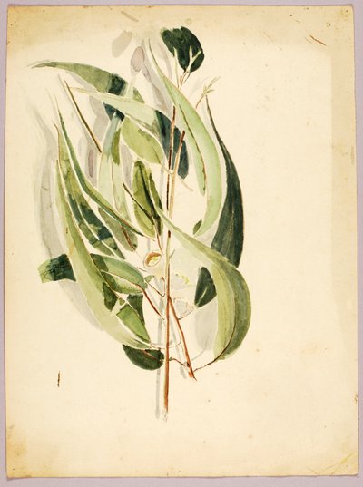 Plant Study, 1800-luvun loppu - 1900-luvun alku. tekijältä Solon H. Borglum