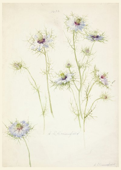 Piirtäminen, tutkimukset: 1800-luvun loppupuoli tekijältä Sophia L. Crownfield