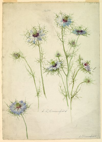 Piirtäminen, tutkimukset: 1800-luvun loppupuoli tekijältä Sophia L. Crownfield