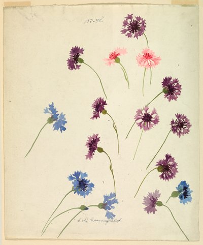 Piirustus, Tutkimus: 1800-luvun lopulla tekijältä Sophia L. Crownfield