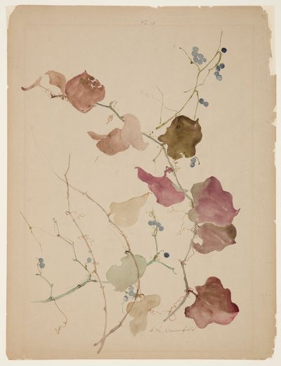 Tutkimus Clematis-viiniköynnöksestä ja sinimarjoista tekijältä Sophia L. Crownfield