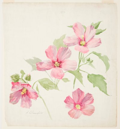 Mallow-tutkimus tekijältä Sophia L. Crownfield
