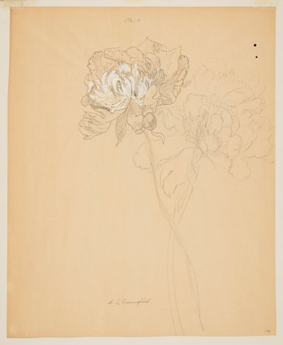 Pionien tutkimus tekijältä Sophia L. Crownfield