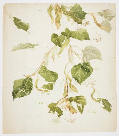 Lehmusoksan tutkimus tekijältä Sophia L. Crownfield