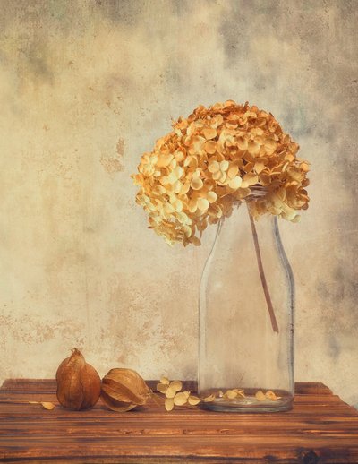 Kuivattujen hydrangeoiden asetelma tekijältä Sophie Pan