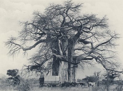 Baobab Tree (m/w kuva) tekijältä South African Photographer