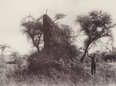 Mammoth Antheap (m/w kuva) tekijältä South African Photographer