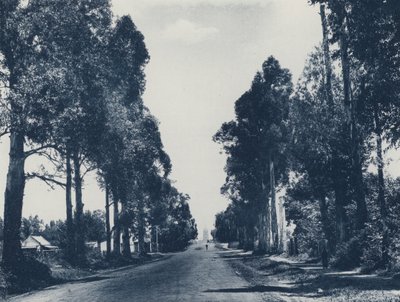 Avenue of Blue Gum Trees, Pretoria (m/w kuva) tekijältä South African Photographer