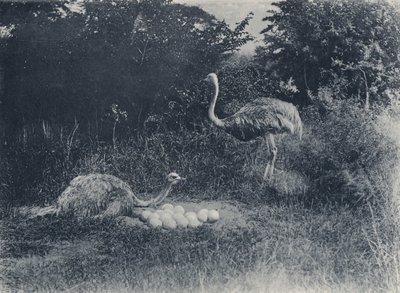 Strutsit ja munat (m/w kuva) tekijältä South African Photographer