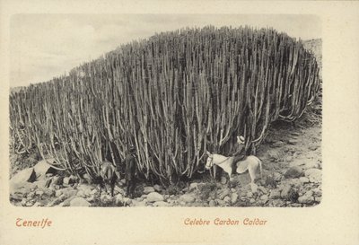 Miehet katselevat kuuluisaa kaktusta Cardonissa Teneriffalla (s/w-kuva). tekijältä Spanish Photographer