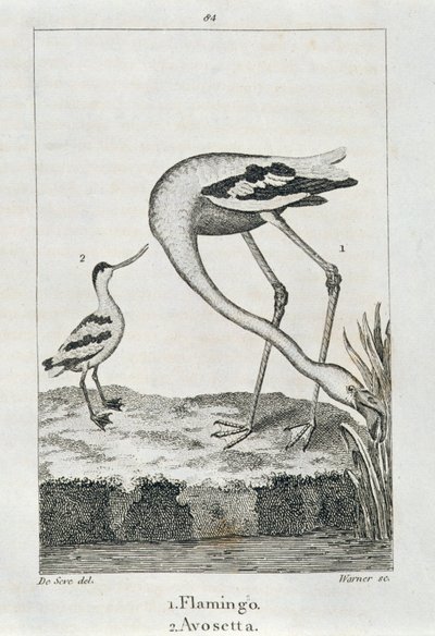 Flamingo at Avosetta, mula sa A History of the Earth and Animated Nature, London 1816 (copper plate engraving)finn tekijältä Spanish School