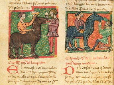 Ms 214 fol.26v Glossiitin parantaminen hevosella, Juan Alvarezin Libro de Menescalcia y Albeyteria, n. 1390 tekijältä Spanish School