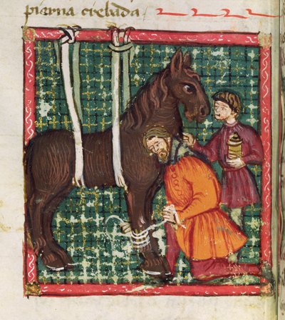 Ms 214 fol.31v Hevosen kämmenmurtuman korjaaminen, Juan Alvarez, Libro de Menescalcia y Albeyteria, n. 1390 tekijältä Spanish School