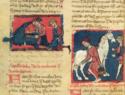 Ms 214 fol.38r Hevosen hoitaminen mangella, Juan Alvarezin Libro de Menescalcia y Albeyteriasta, n. 1390 tekijältä Spanish School