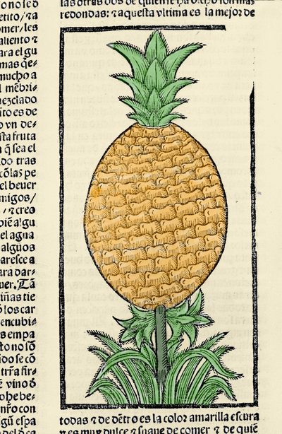 Kuvaus ananasta. Kaiverrus kirjasta "Intian, saarten ja valtameren mantereen yleinen historia" Gonzalo Fernandez de Oviedo (Gonzalo) tai Fernandez de tai Hernandez de Oviedo y Valdes (1478-1557) tekijältä Spanish School
