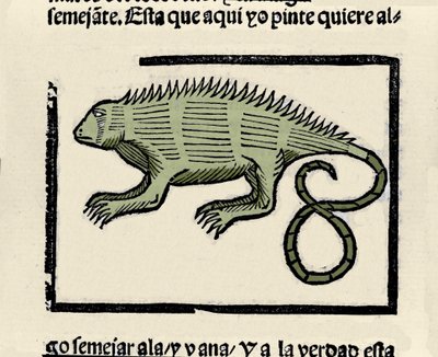 Edustus iguaanista. Kaiverrus kirjasta "Intian, saarten ja valtameren mantereen yleinen historia" Gonzalo Fernandez de Oviedo (Gonzalo) tai Fernandez de, ou Hernandez de Oviedo y Valdes (1478-1557) tekijältä Spanish School