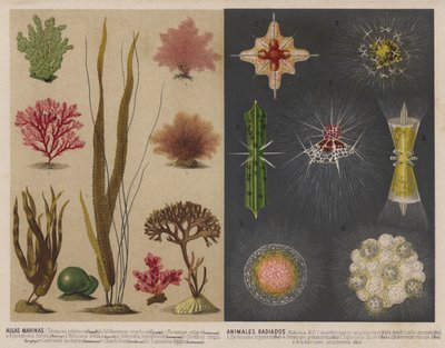 Merilevä ja valovoimaiset vesieläimet (chromolitho) tekijältä Spanish School