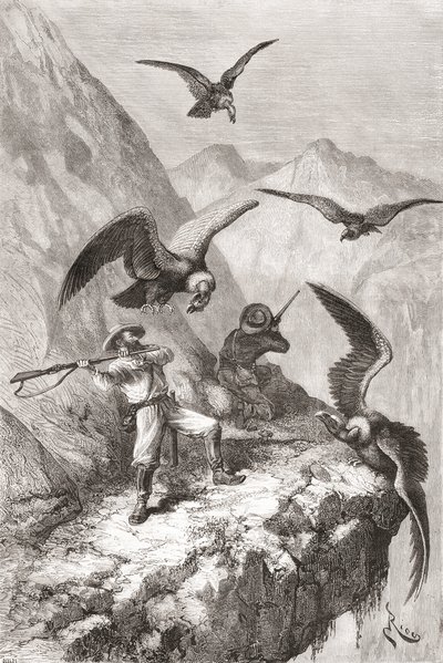 Édouard François André ja hänen toverinsa joutuivat kondorien kimppuun lähellä Calacalia, Pichinchan maakunnassa, Ecuadorissa hänen kasvitieteellisen tutkimusmatkansa aikana Andien juurella vuosina 1875–76. tekijältä Spanish School